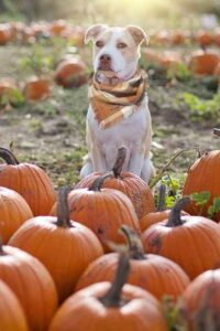 Pumpkin Patch and Dog